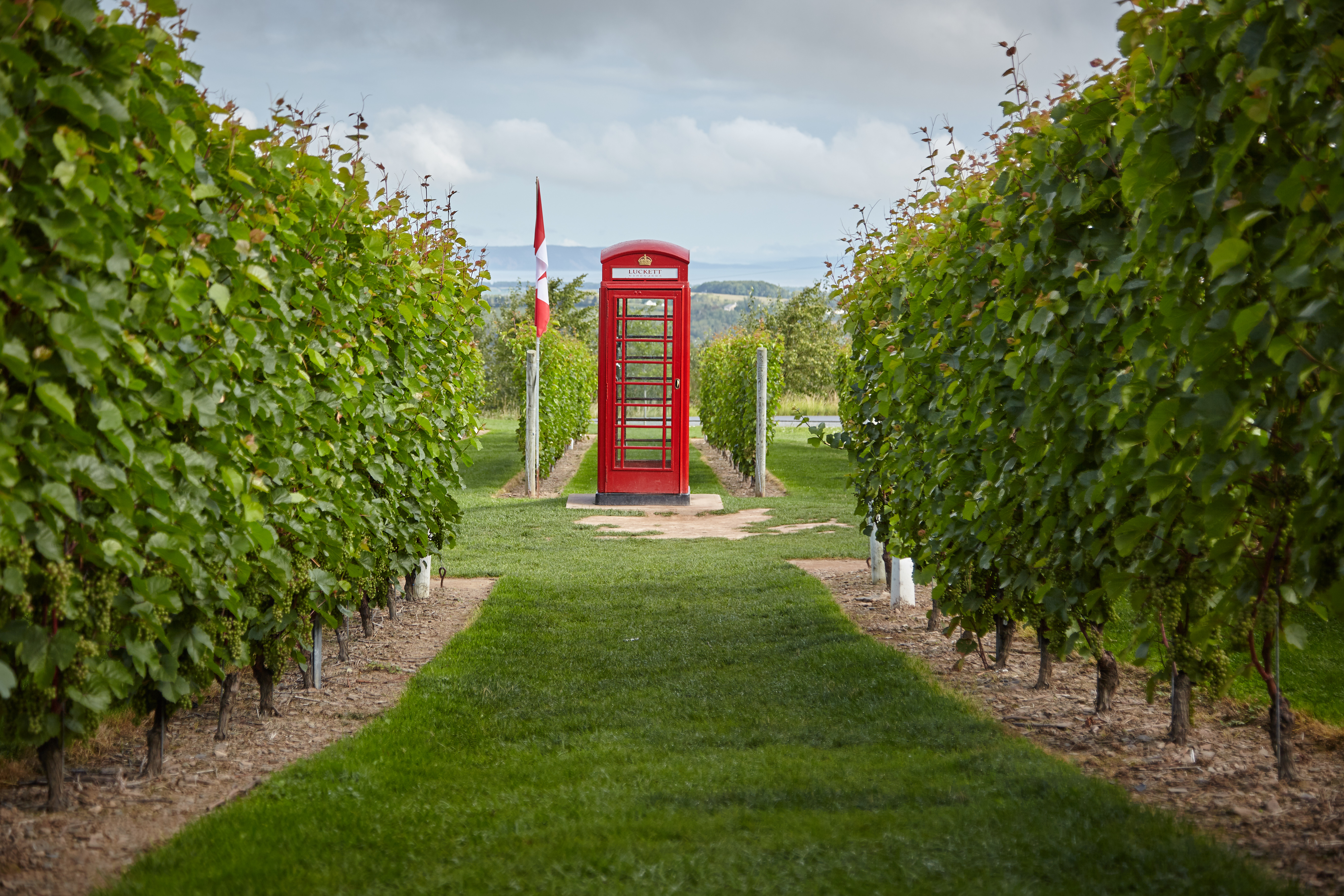 20170827 Luckett Vineyards 454